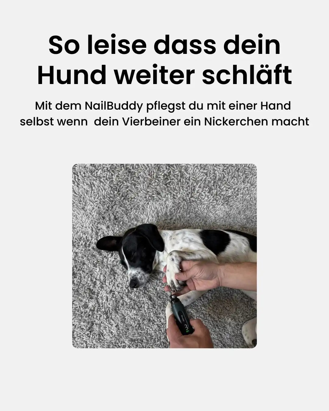 Hund schläft Krallenschleifen